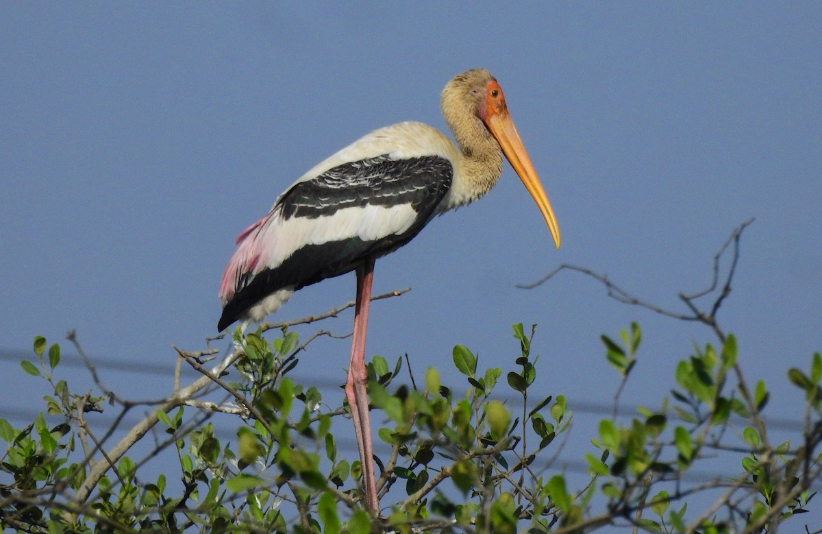 Painted Stork - ashish salgaonkar