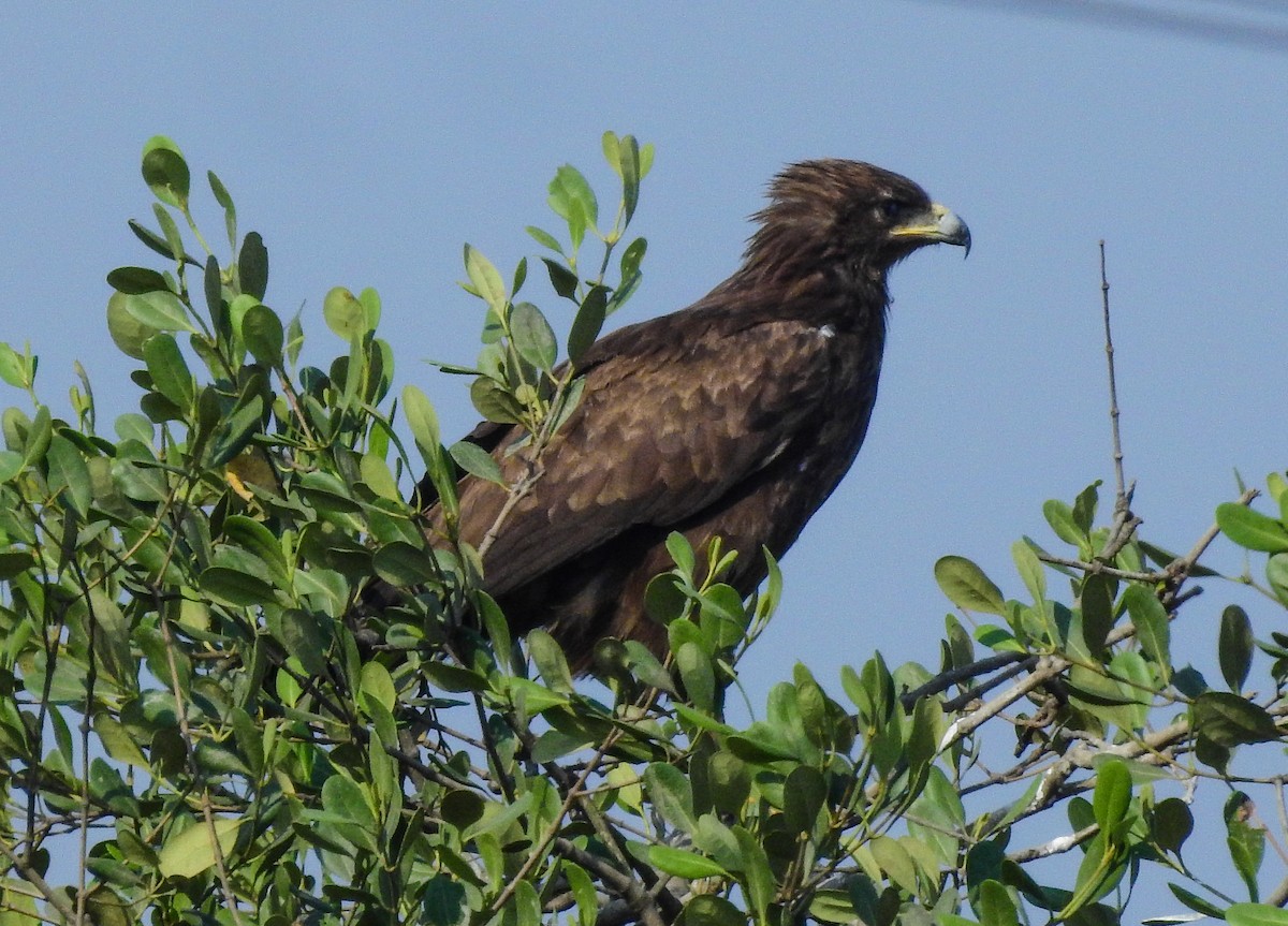 Greater Spotted Eagle - ashish salgaonkar