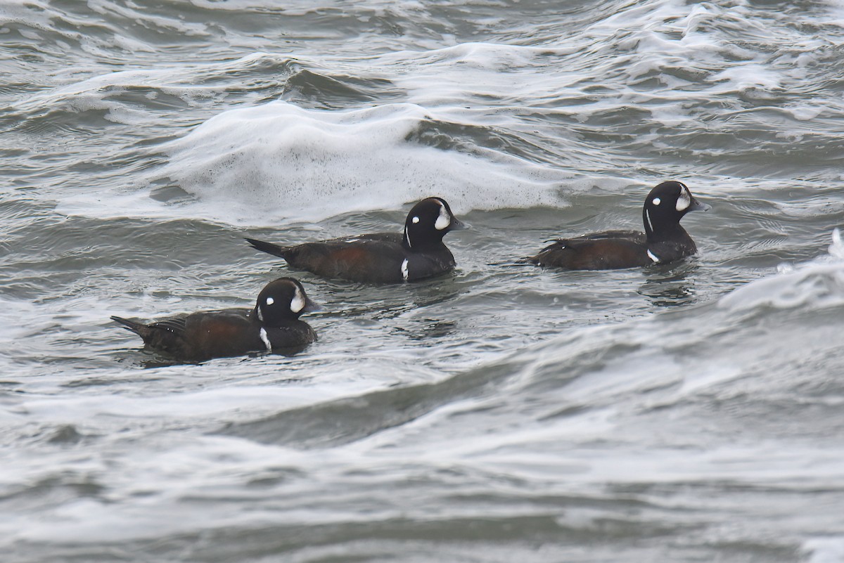 Harlequin Duck - ML530399831