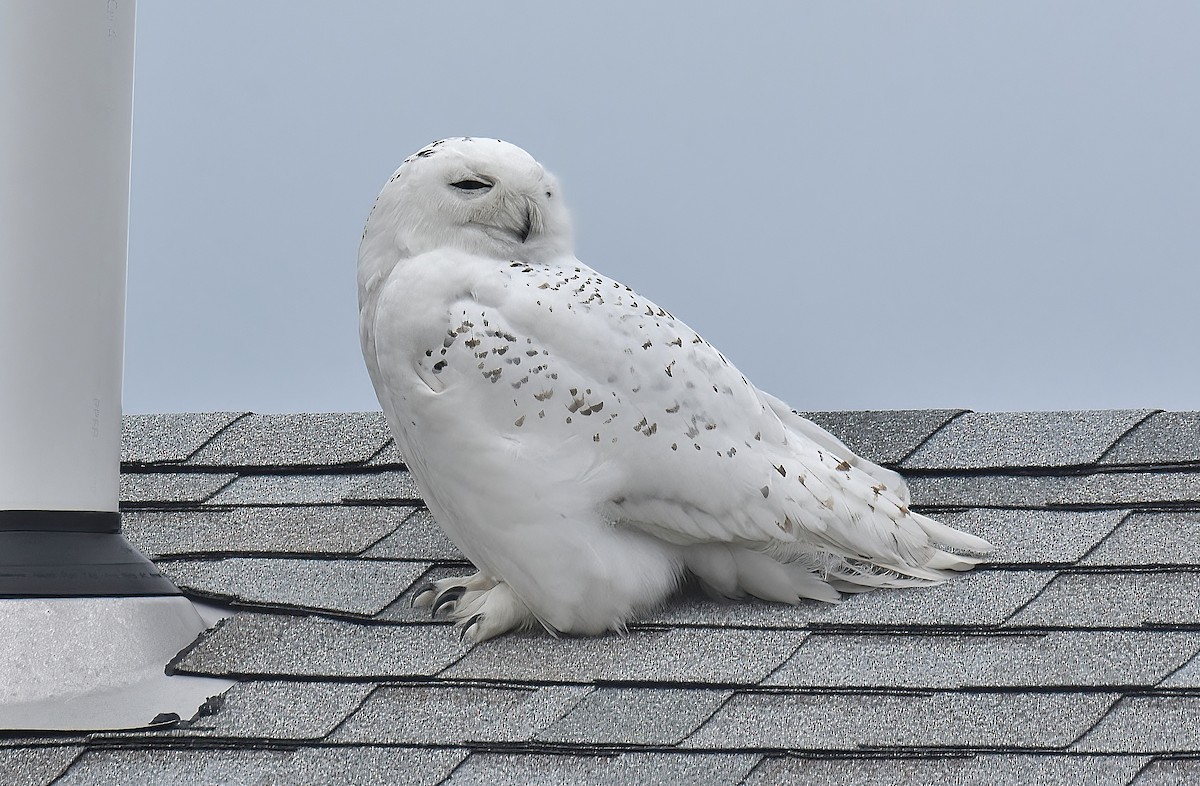 Snowy Owl - ML530399921