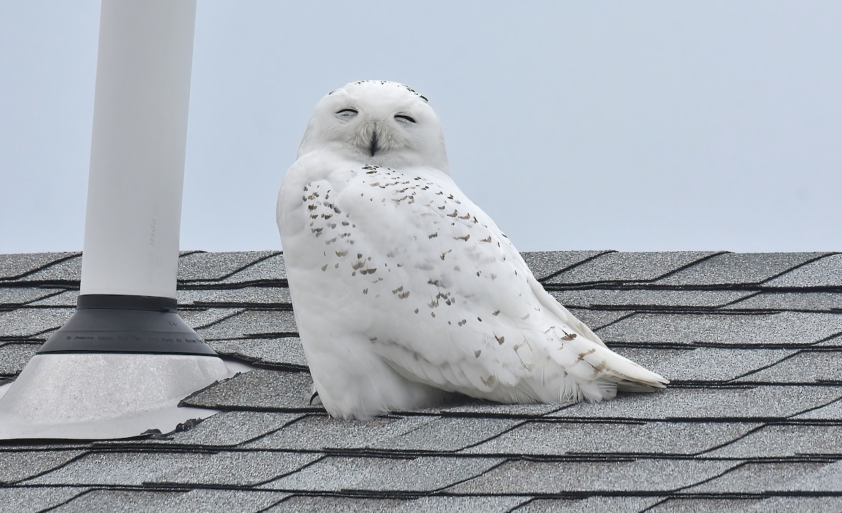 Snowy Owl - ML530399931