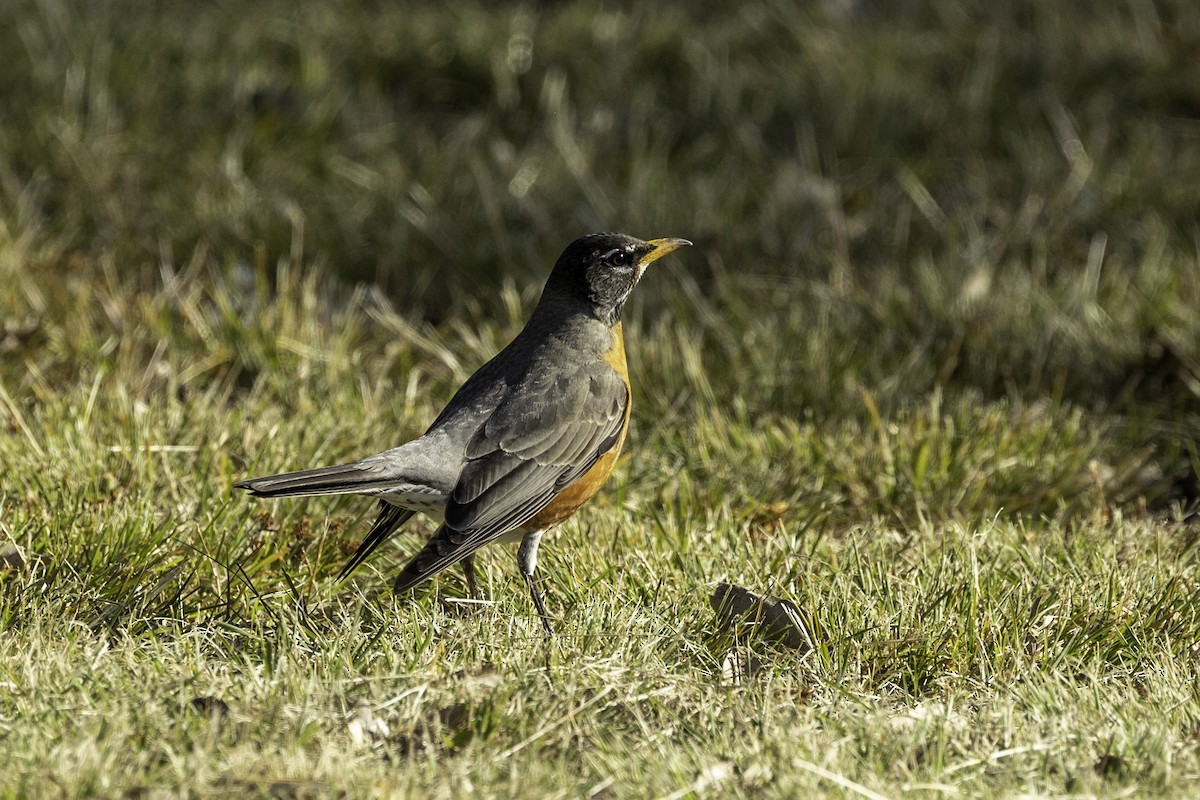 American Robin - ML530400731