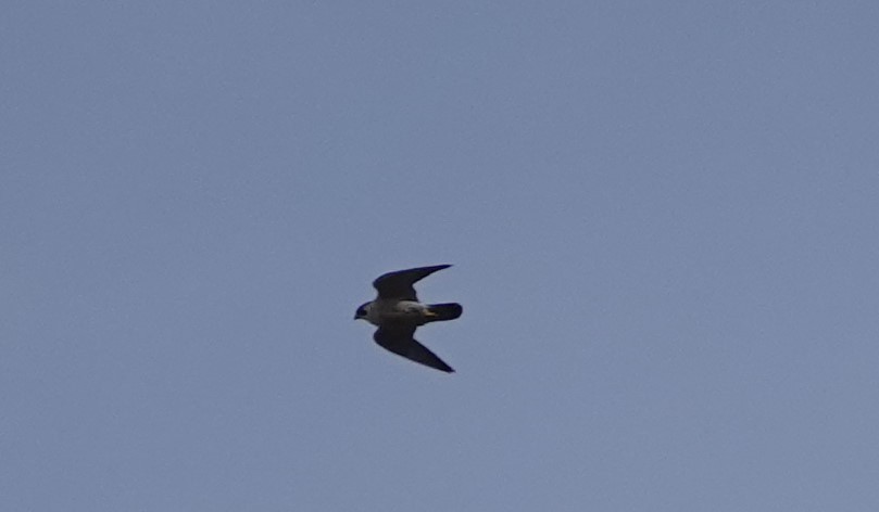 Peregrine Falcon - ML530400901