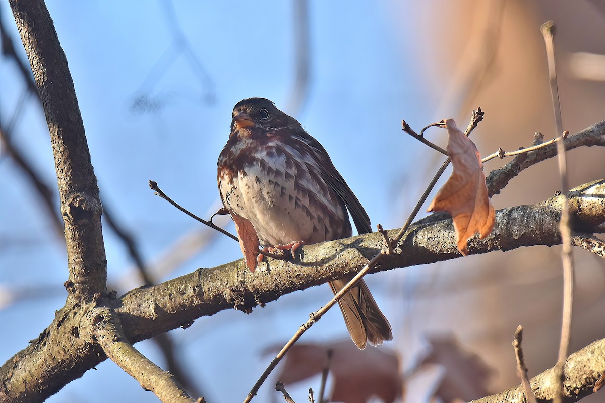 Fox Sparrow - ML530401251