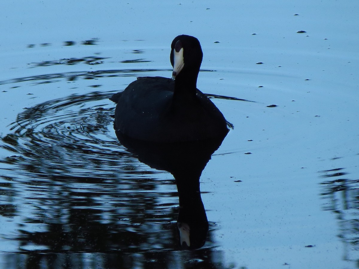 American Coot (Red-shielded) - Brian Ahern