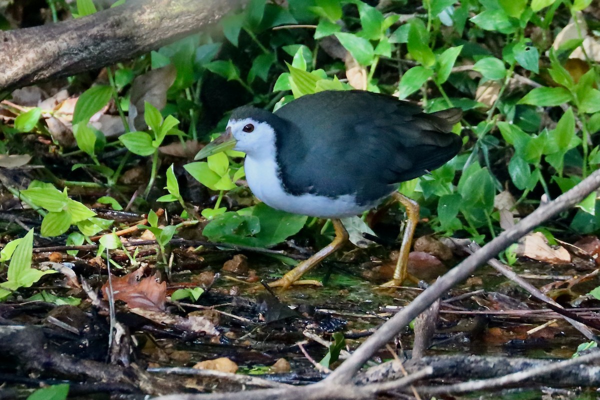 White-breasted Waterhen - Yasuhiro Indo