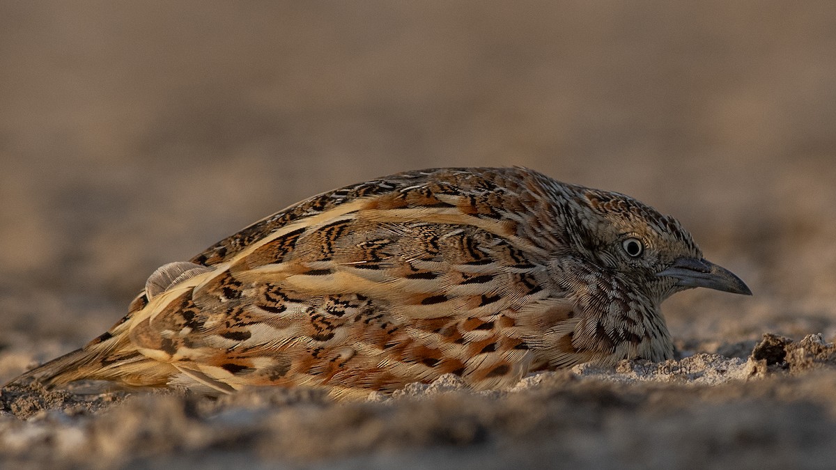 Small Buttonquail - ML530402071