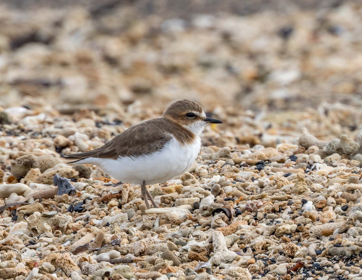 Javan Plover - ML530402131