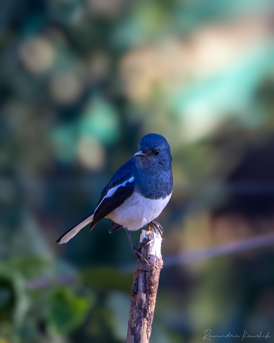 Oriental Magpie-Robin - Ravindra Kaushik