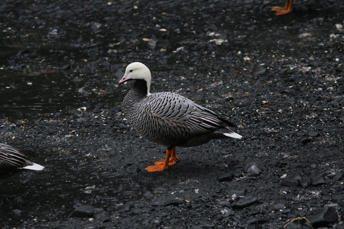 Emperor Goose - Richard MacIntosh