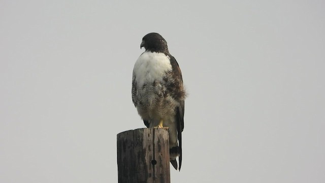 White-tailed Hawk - ML530405211