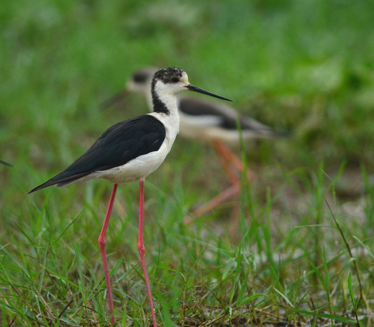 Black-winged Stilt - Ajoy Kumar Dawn