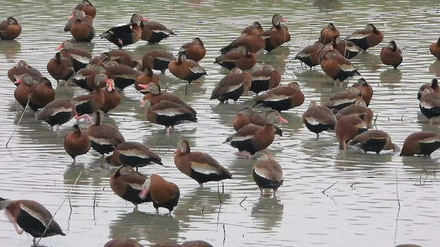 אווזון שחור-בטן - ML530405541