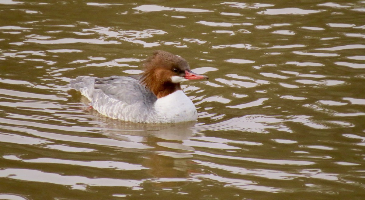 Common Merganser - ML530405701