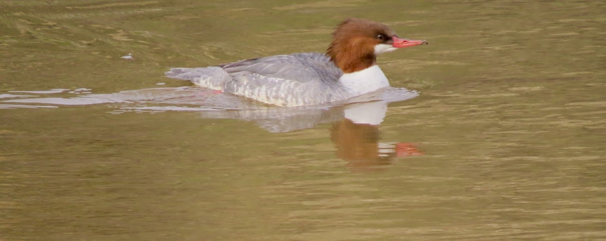 Common Merganser - ML530405741