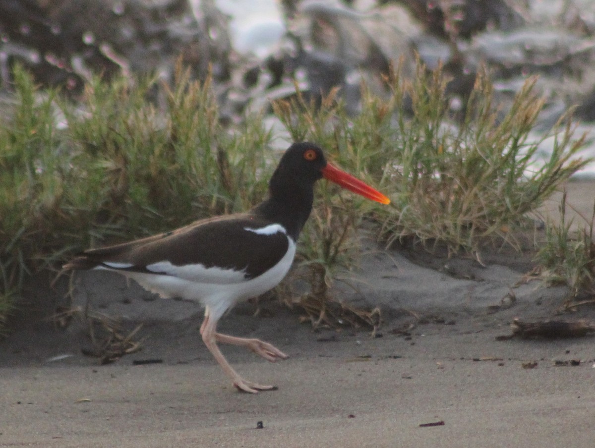 American Oystercatcher - ML53040591