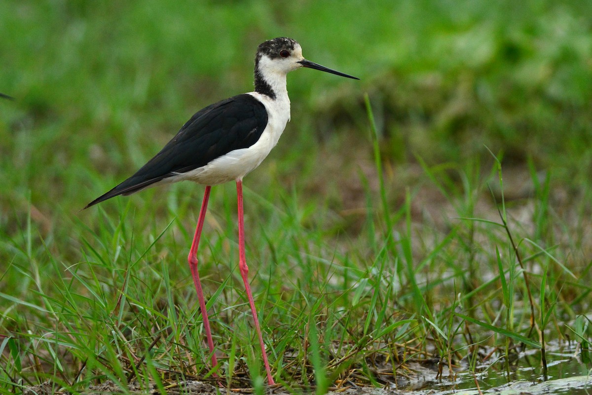 Black-winged Stilt - Ajoy Kumar Dawn