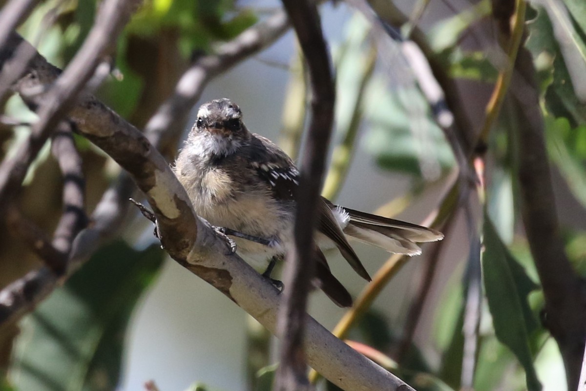 Gray Fantail - ML530406161