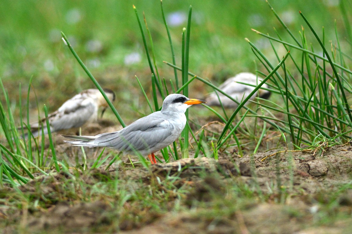 River Tern - ML530406201