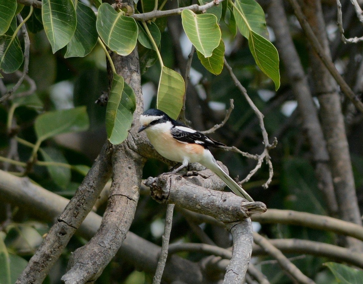 Masked Shrike - ML53040651