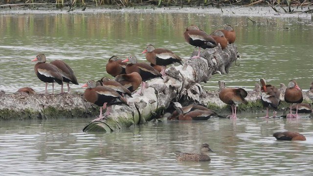 אווזון שחור-בטן - ML530406541