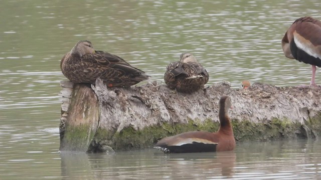 Mottled Duck - ML530406781