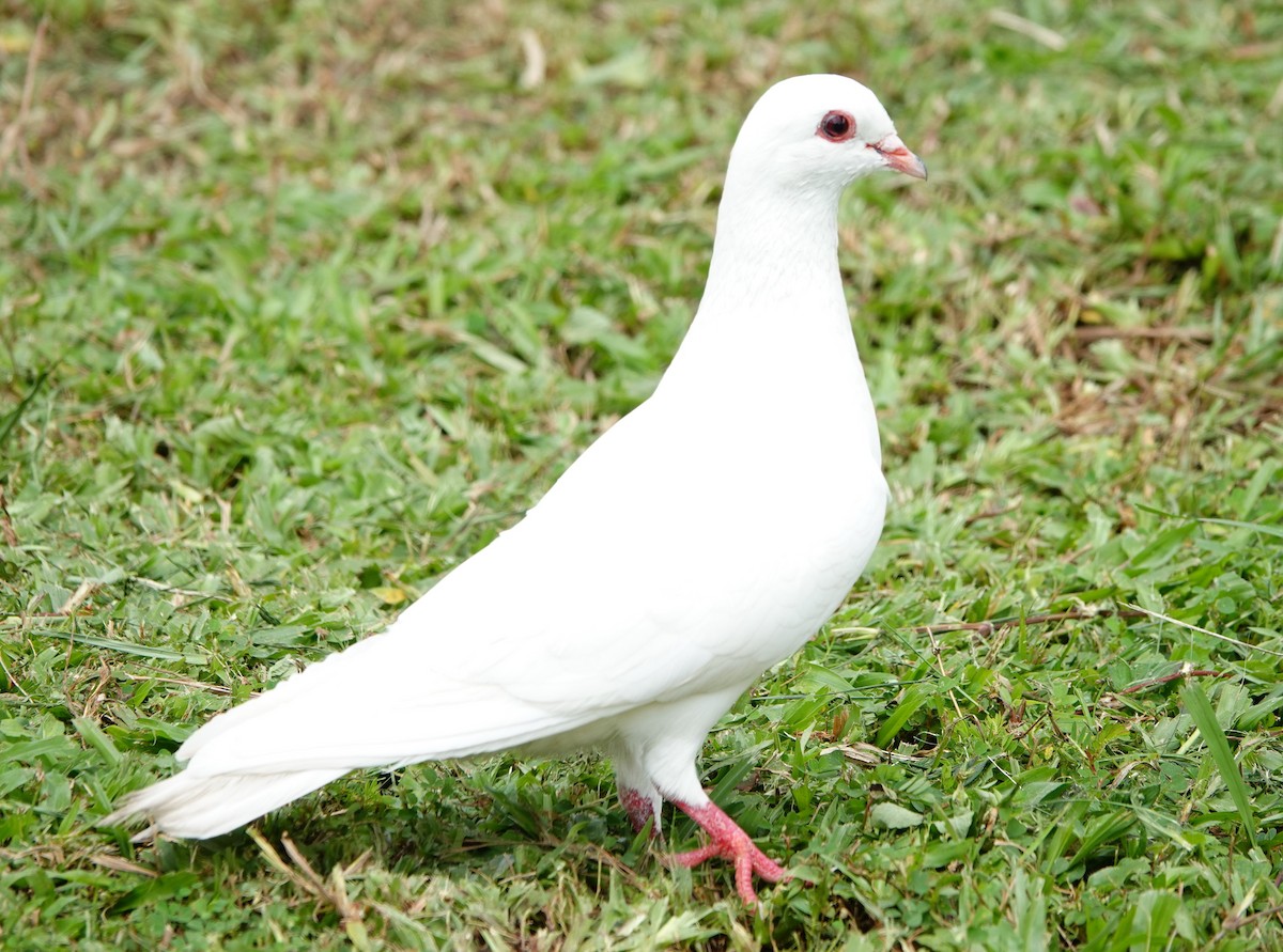 Rock Pigeon (Feral Pigeon) - ML530407231