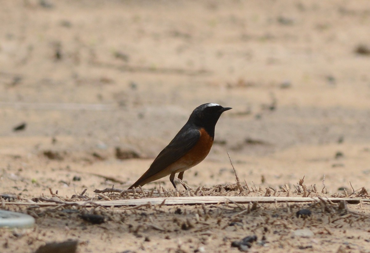 Common Redstart - ML53040731