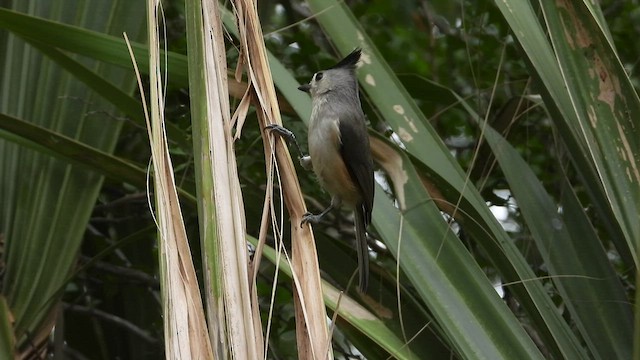 Black-crested Titmouse - ML530407811