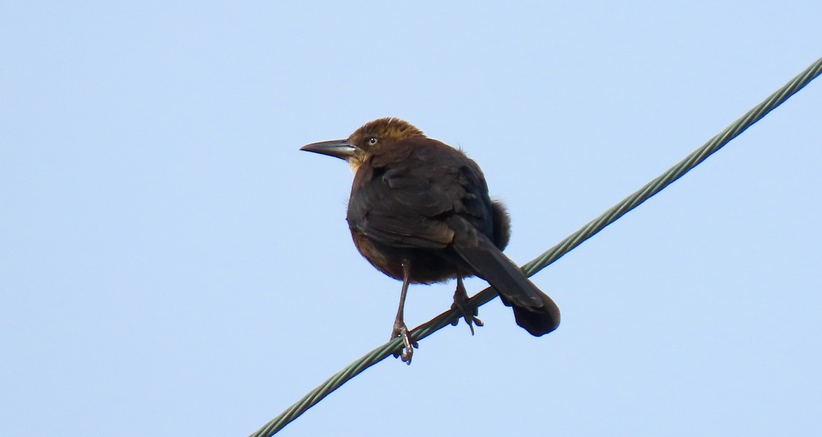 Great-tailed Grackle - ML530408641