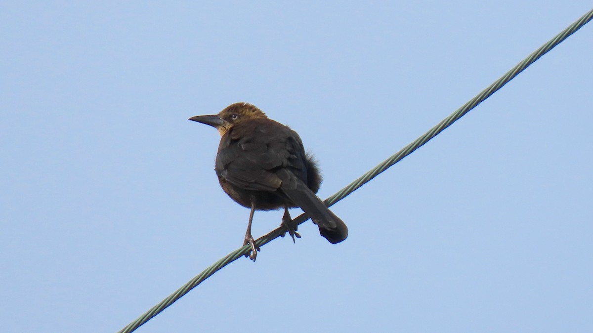 Great-tailed Grackle - ML530408651