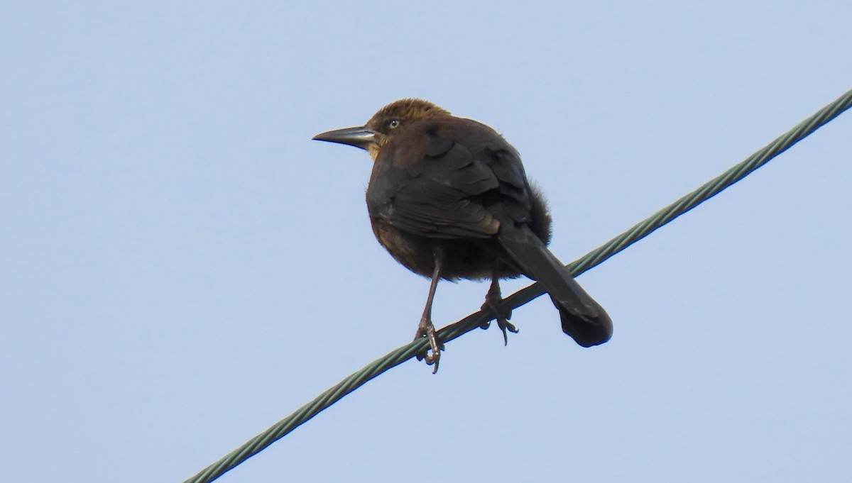 Great-tailed Grackle - ML530408661