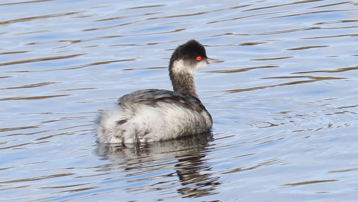 Eared Grebe - ML530408671