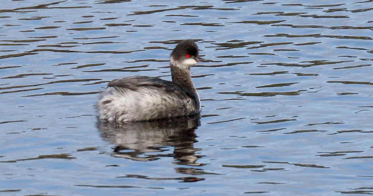 Eared Grebe - ML530408681