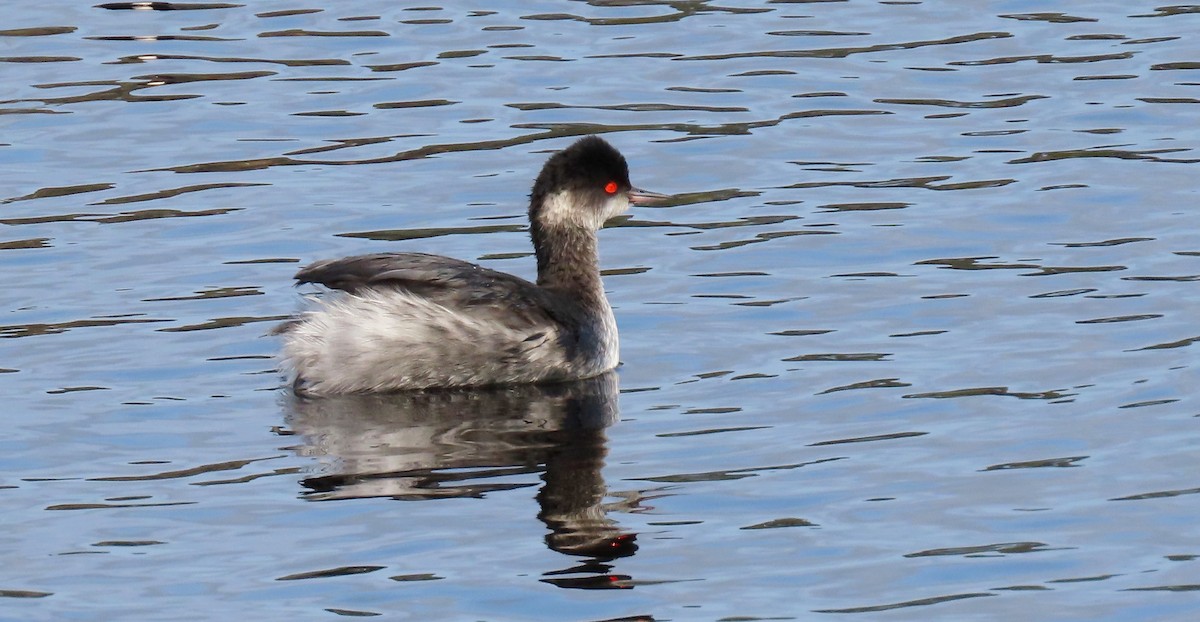 Eared Grebe - ML530408691