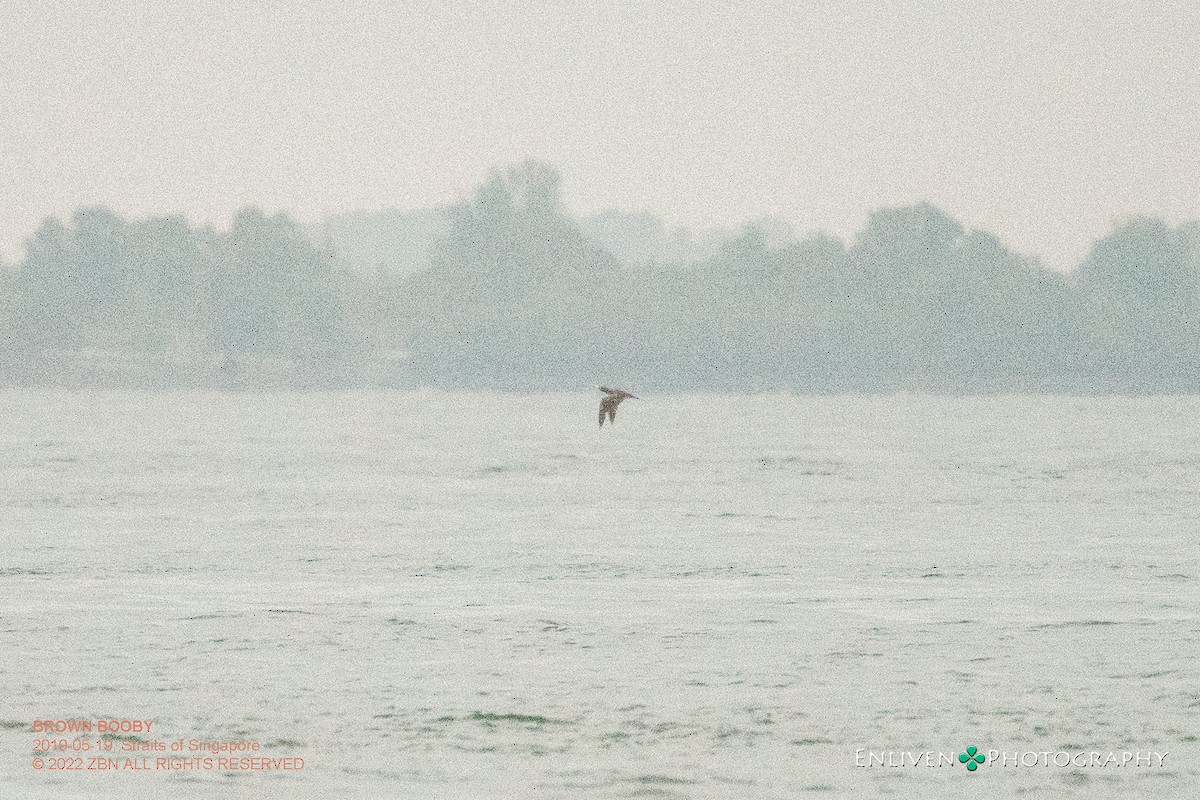 Brown Booby - ML530408961