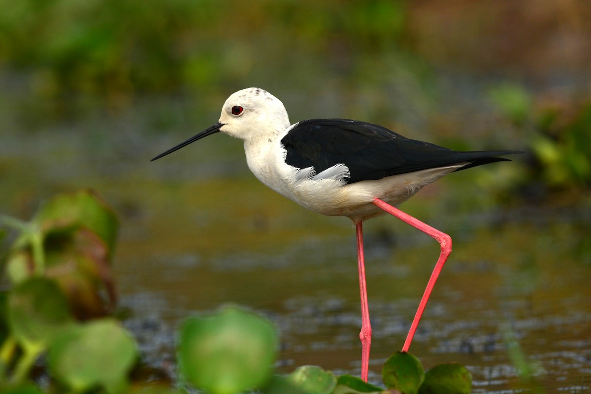 Black-winged Stilt - Ajoy Kumar Dawn