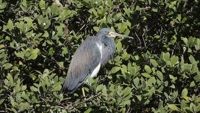 Tricolored Heron - ML530409621