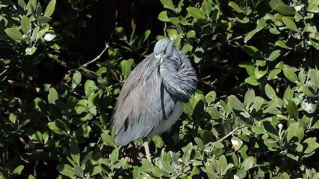 Tricolored Heron - ML530409801