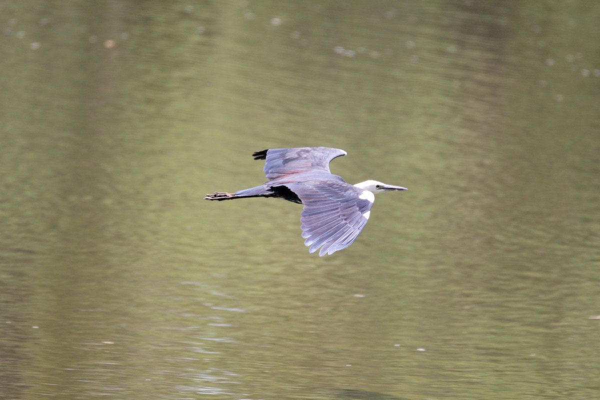 Pacific Heron - Anonymous