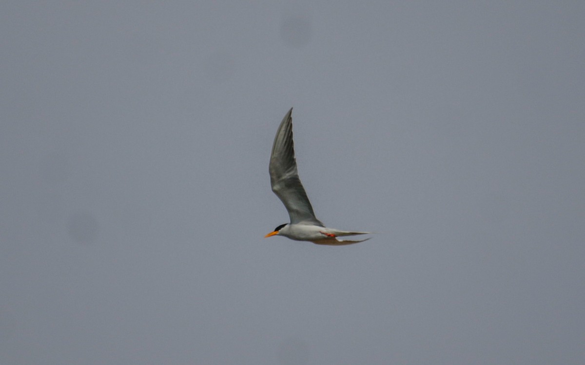 River Tern - Abhijith surendran