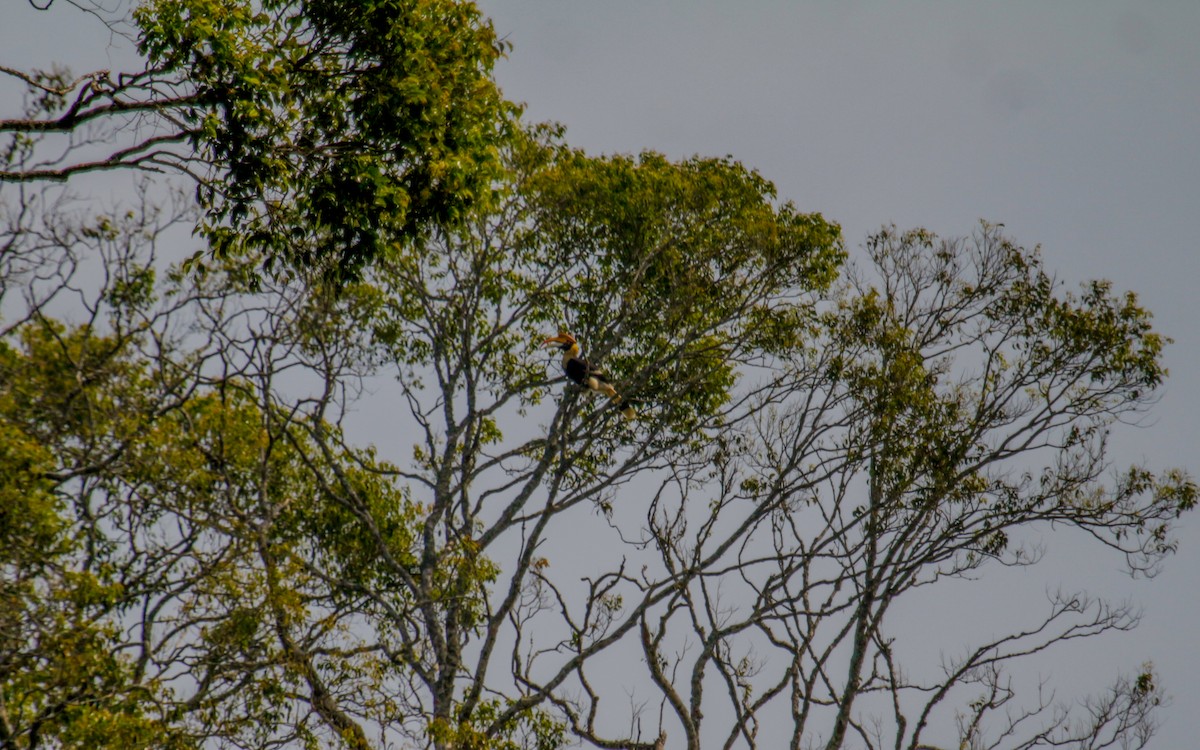 Great Hornbill - ML530411391