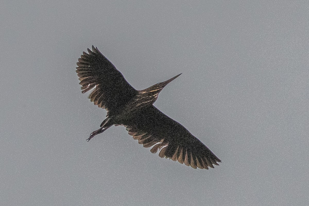 黃頸黑鷺 - ML530412271