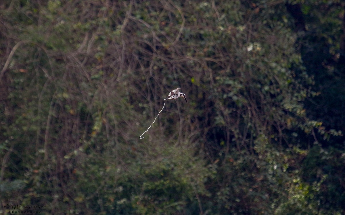 Pied Kingfisher - ML530412641