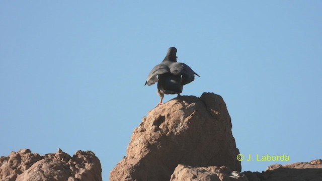 Pigeon colombin - ML530412721