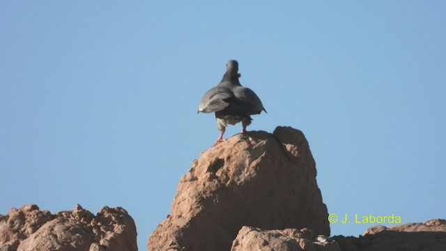 Stock Dove - ML530412731