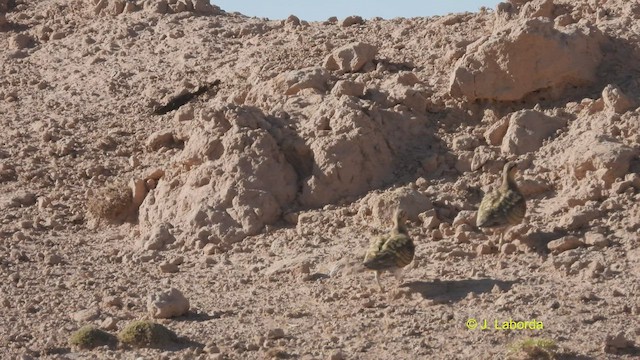 Pin-tailed Sandgrouse - ML530412771