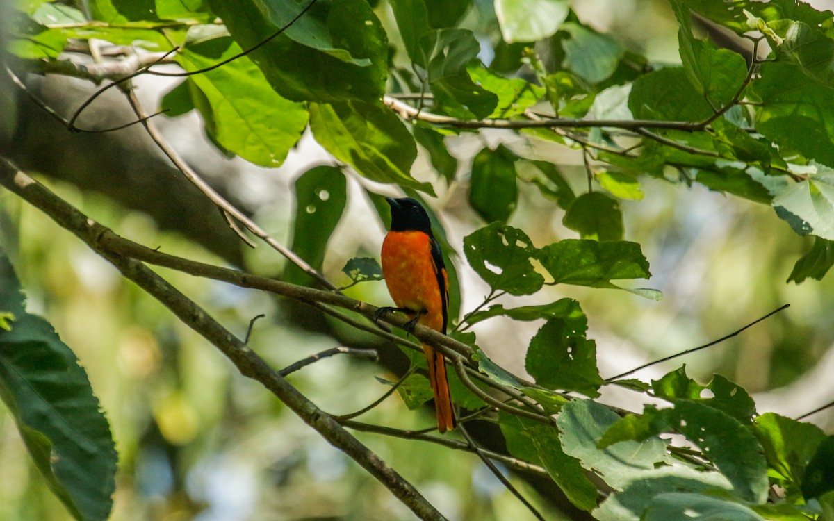 Orange Minivet - ML530413331