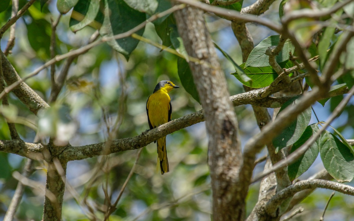 Orange Minivet - Abhijith surendran