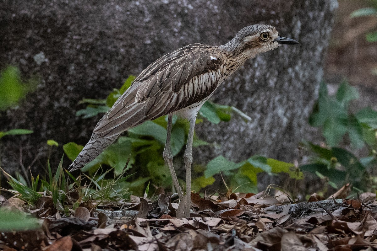 Bush Thick-knee - ML530413611